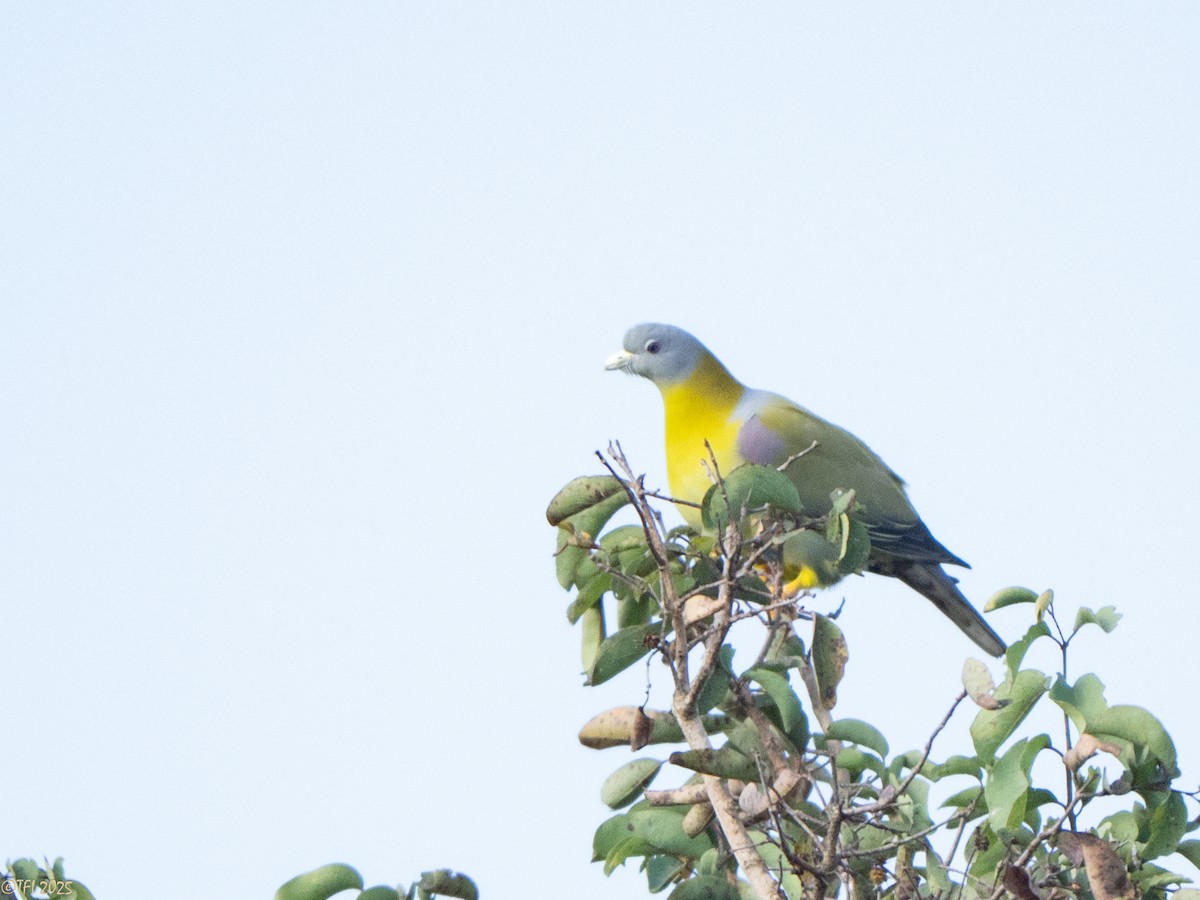 Yellow-footed Green-Pigeon - ML632510549