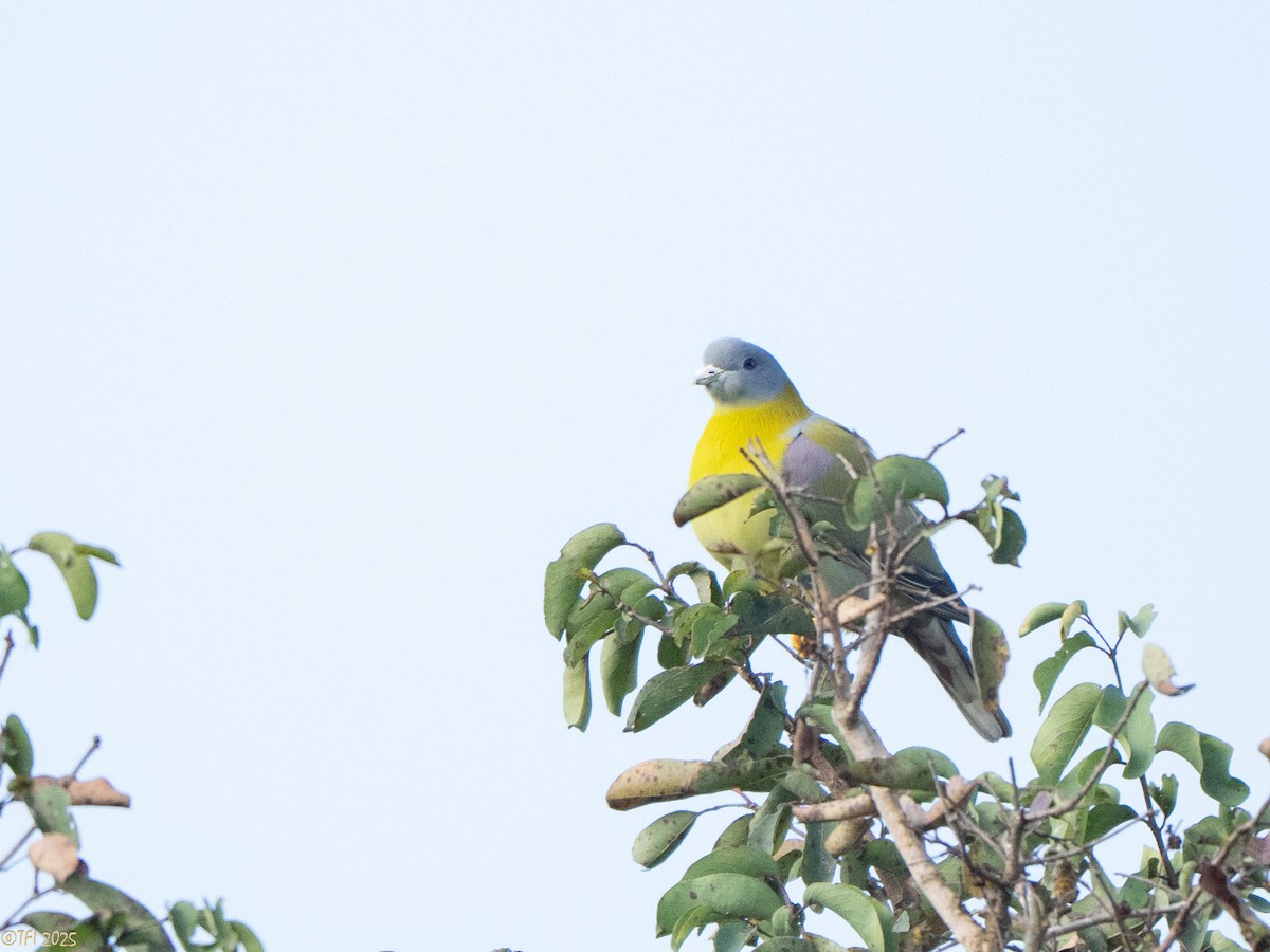 Yellow-footed Green-Pigeon - ML632510550