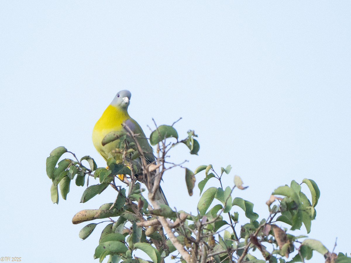 Yellow-footed Green-Pigeon - ML632510551