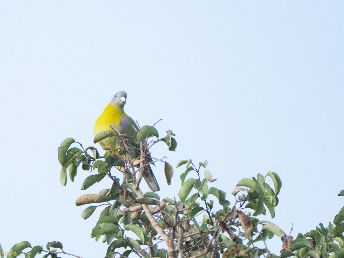 Yellow-footed Green-Pigeon - ML632510552