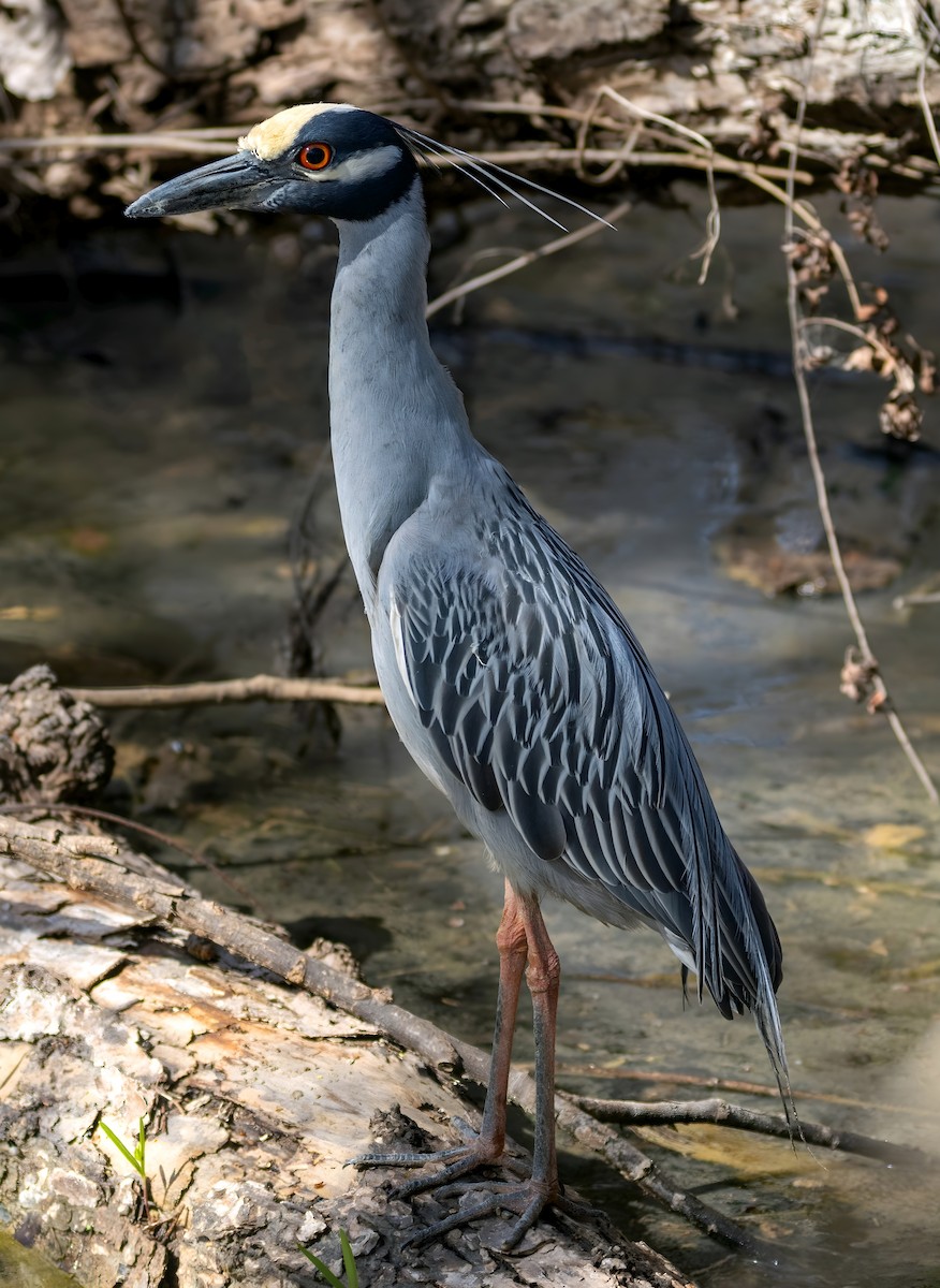 Yellow-crowned Night Heron - ML632510573