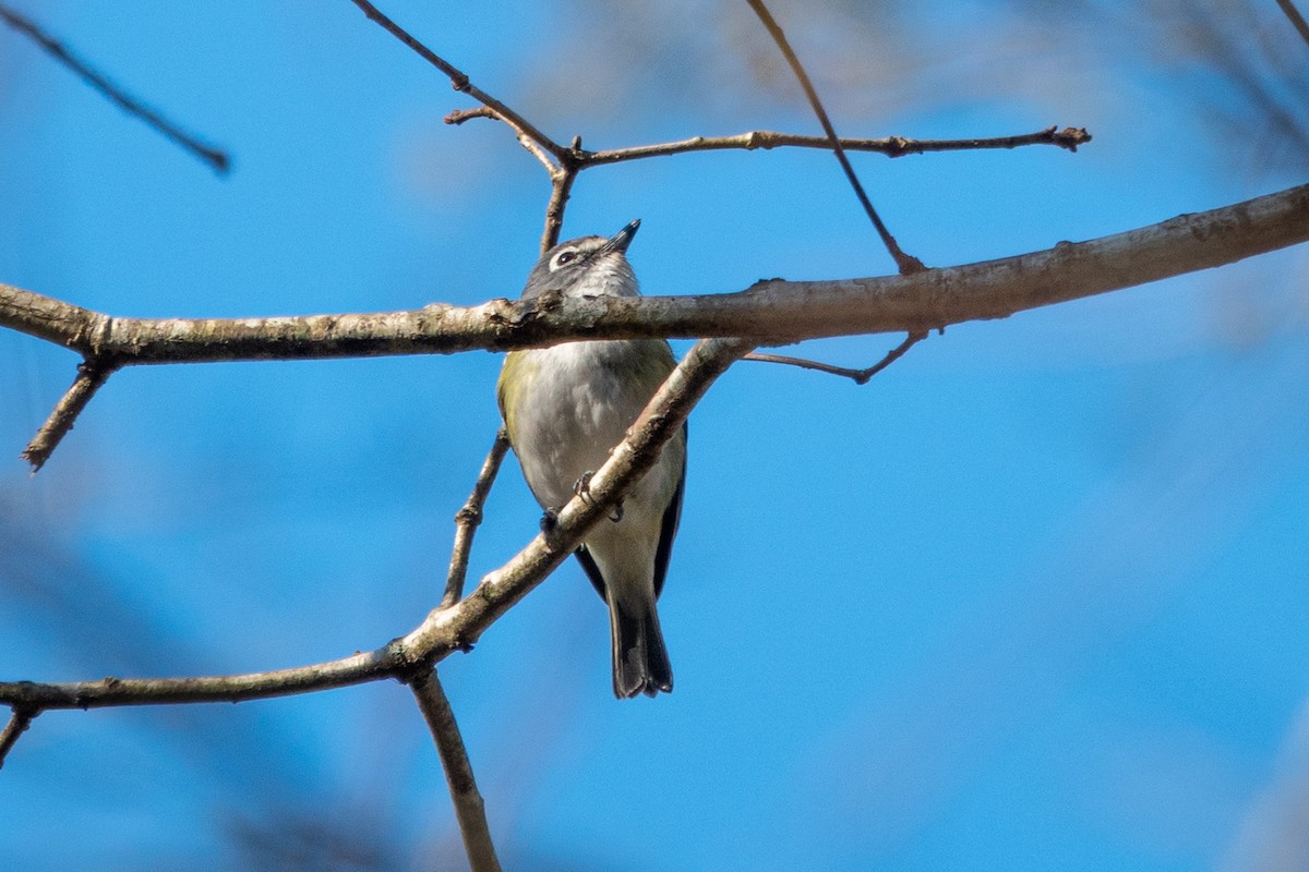 Graukopfvireo - ML632510643