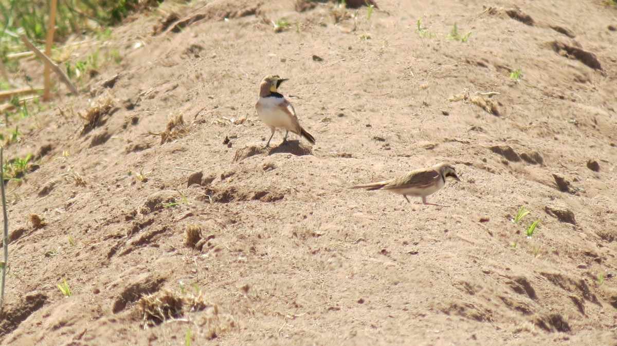 Horned Lark - ML632510806