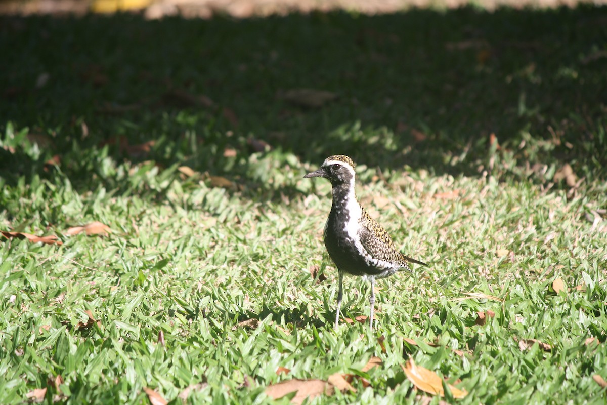 Pacific Golden-Plover - ML632510862