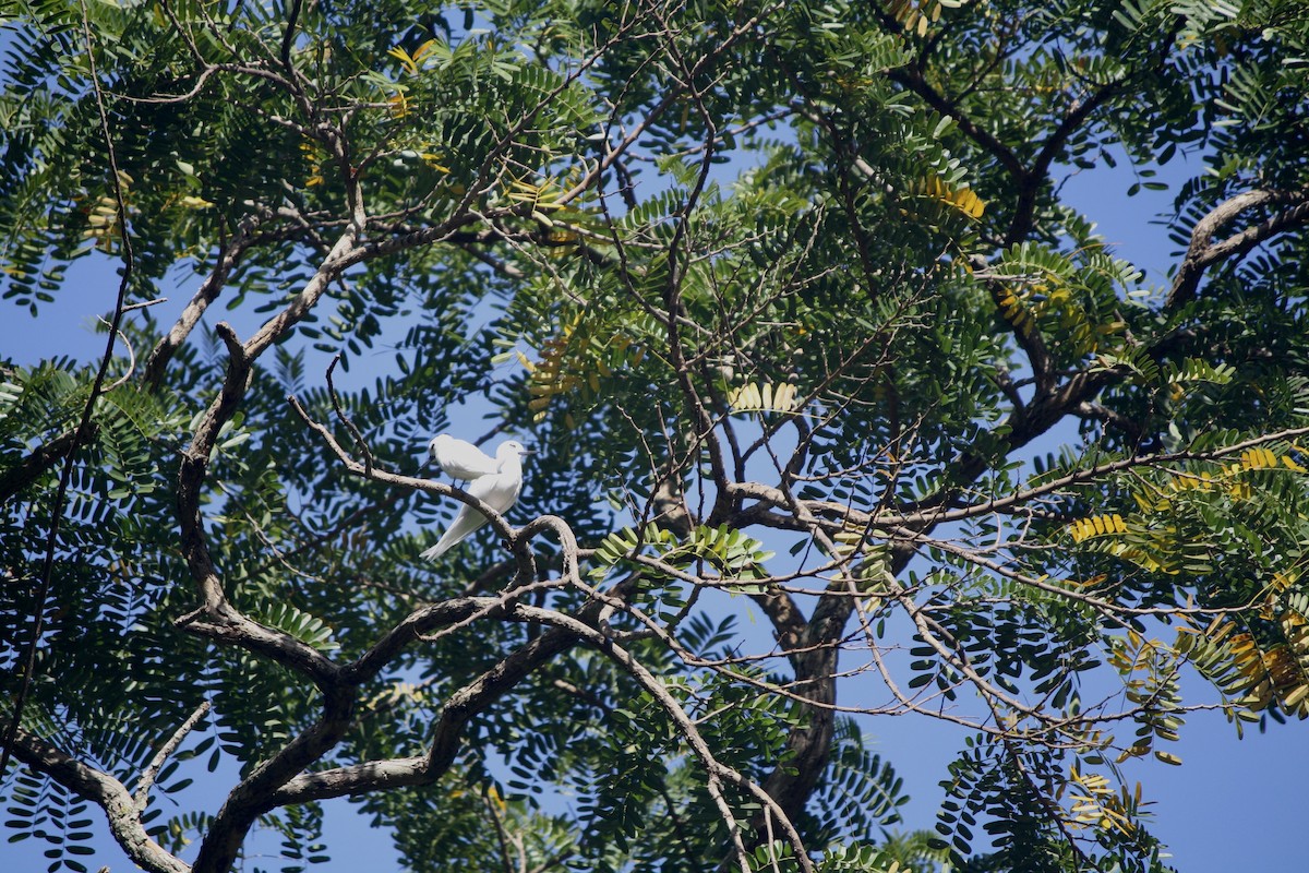 Blue-billed White-Tern - ML632510871
