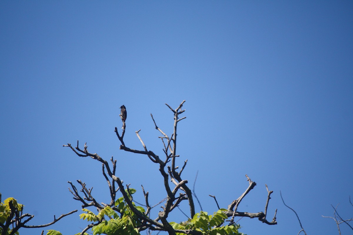 Red-vented Bulbul - ML632510883