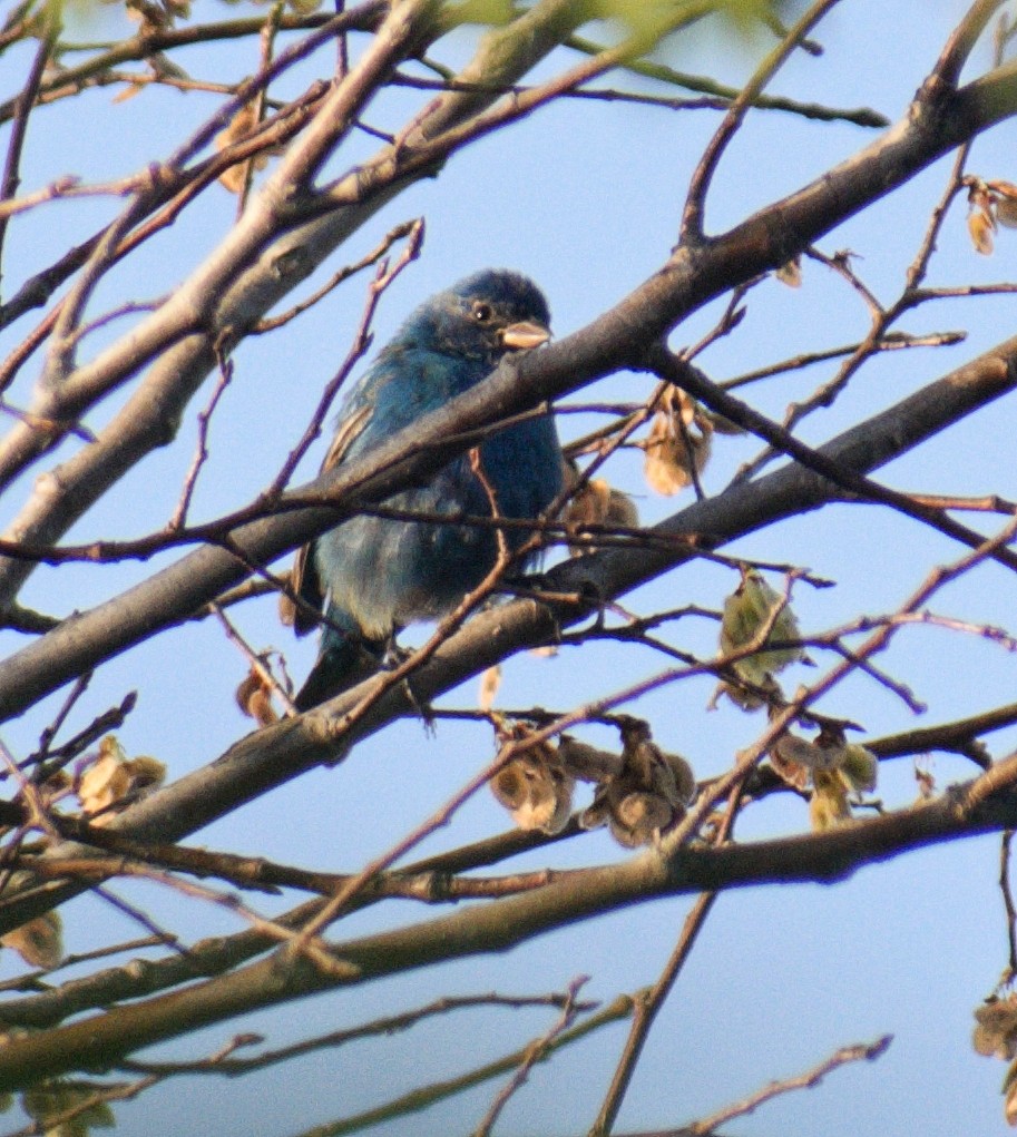 Indigo Bunting - ML632510894