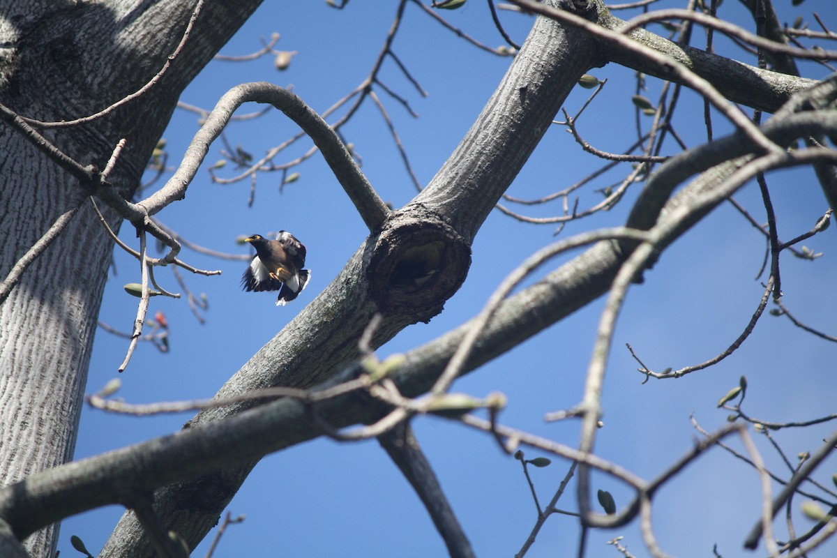 Common Myna - ML632510898