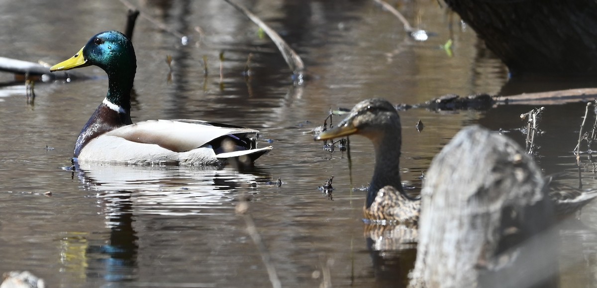 Mallard - ML632510937