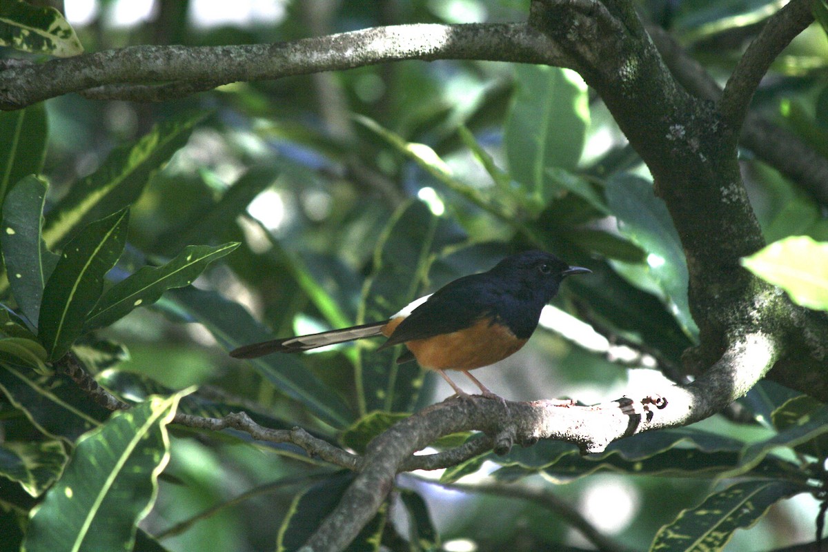 White-rumped Shama - ML632510949