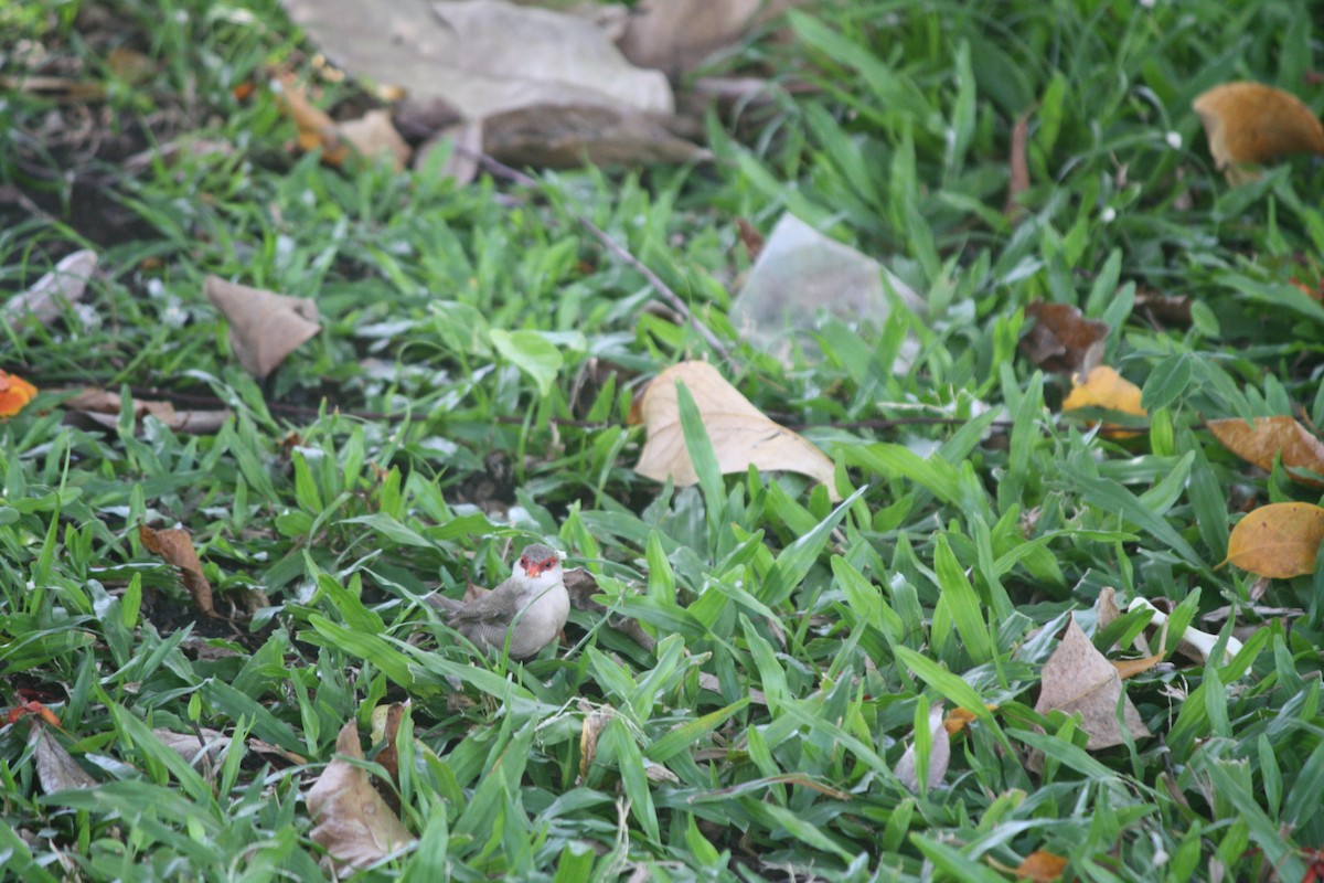 Common Waxbill - ML632510959