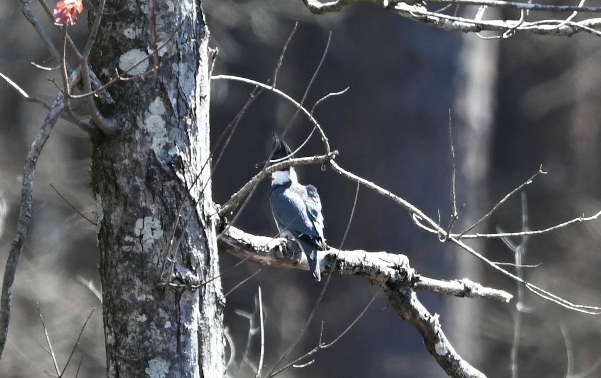 Belted Kingfisher - ML632511026