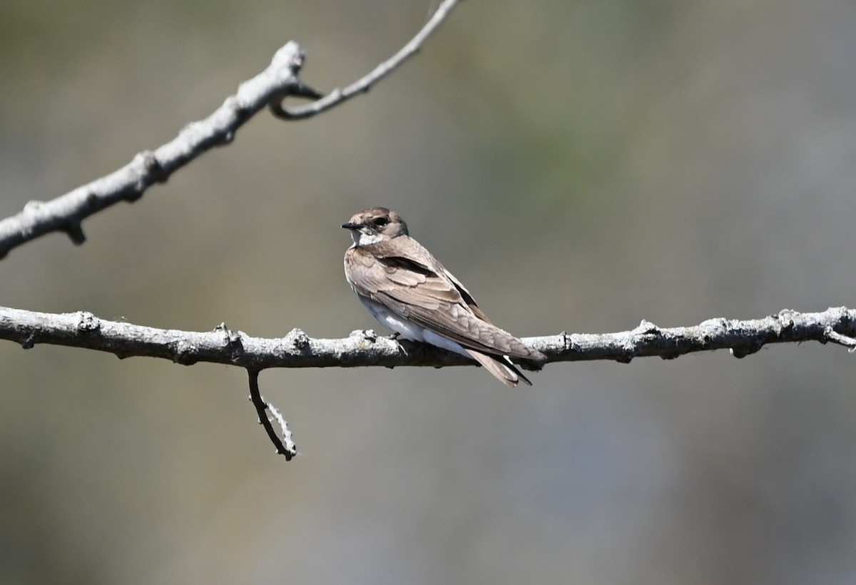 Northern Rough-winged Swallow - ML632511056
