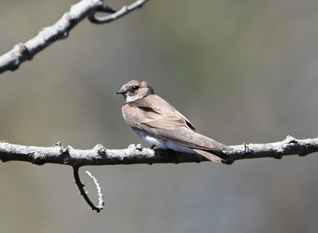 Northern Rough-winged Swallow - ML632511071