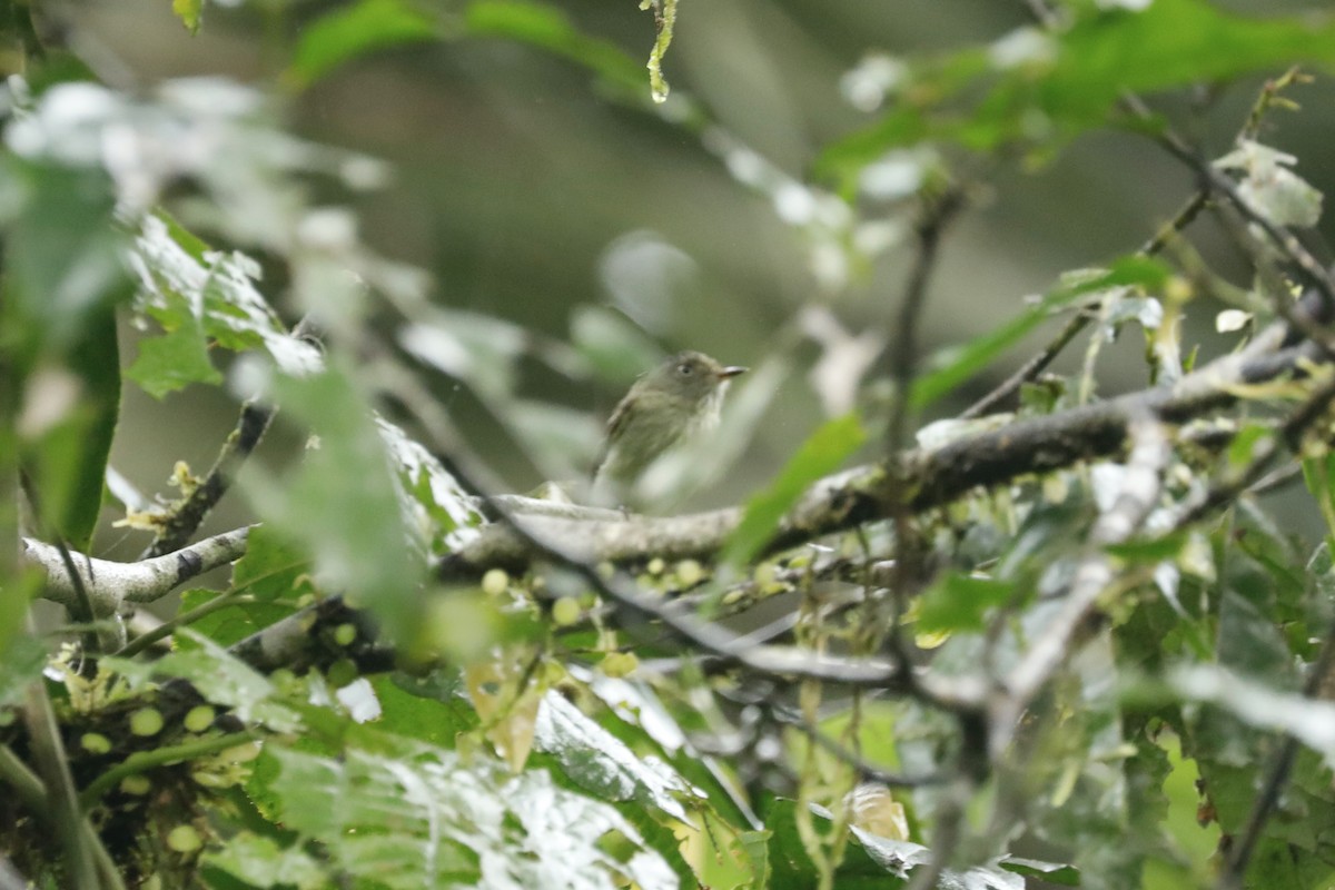 Double-banded Pygmy-Tyrant - ML632511332