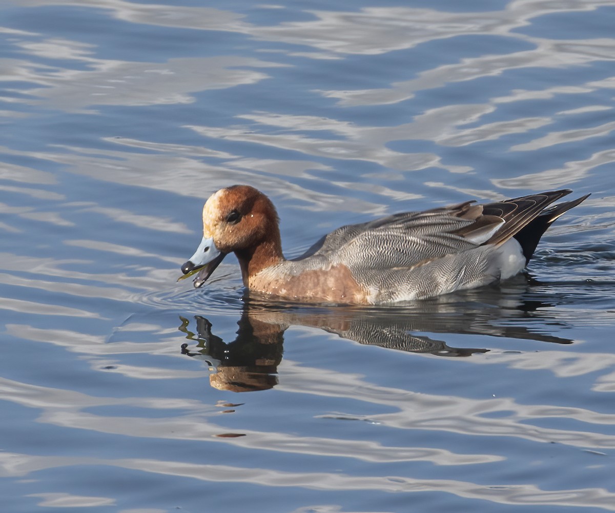 Canard siffleur - ML632511511