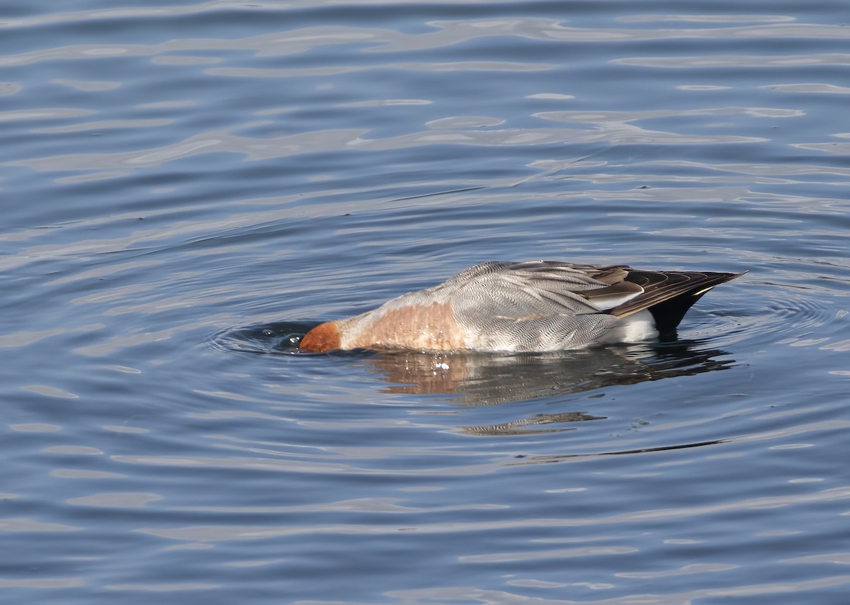 Canard siffleur - ML632511512