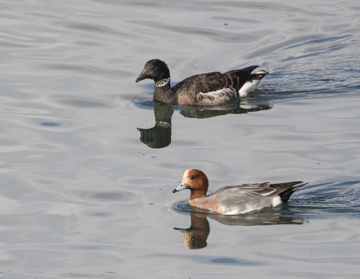 Canard siffleur - ML632511513