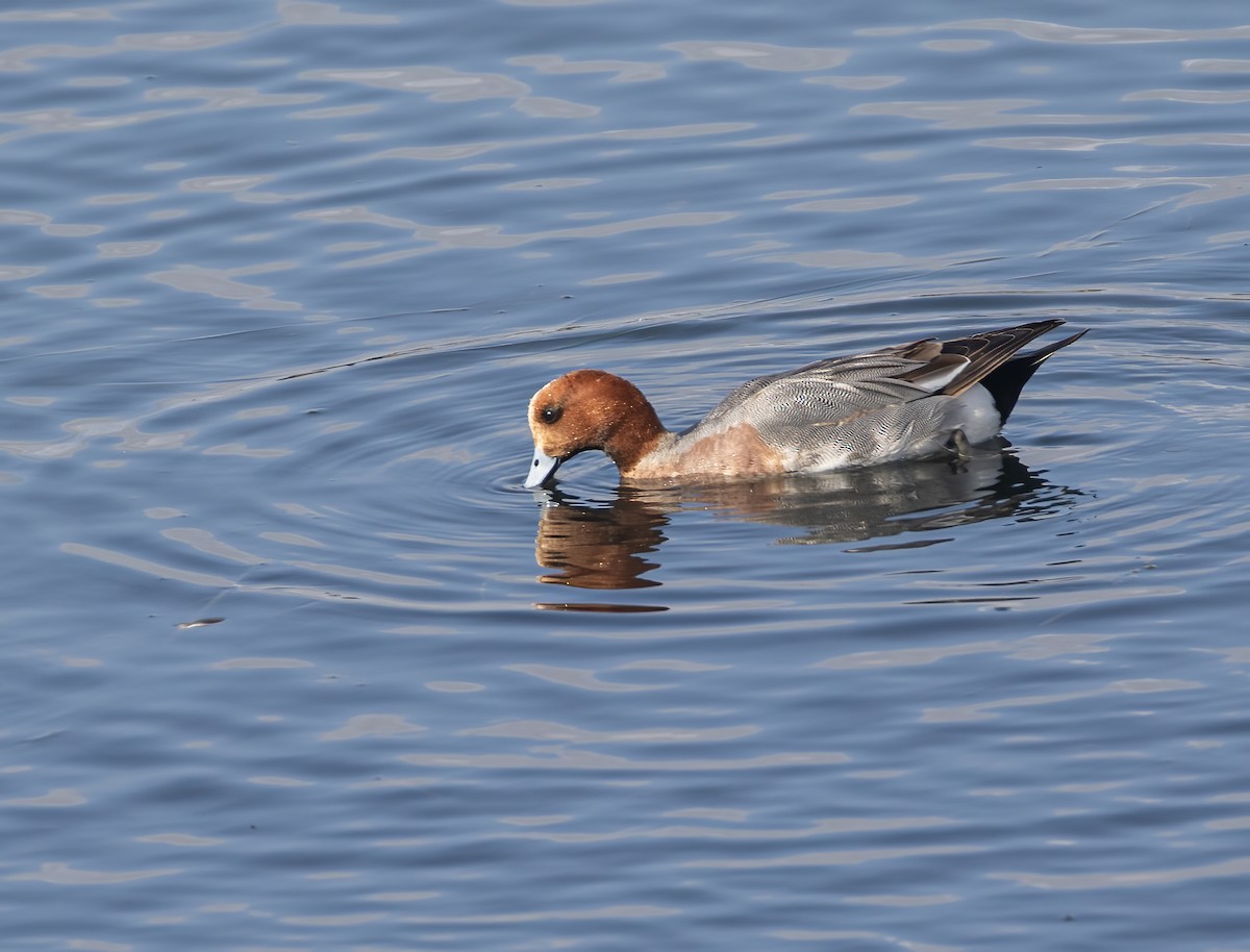 Canard siffleur - ML632511514