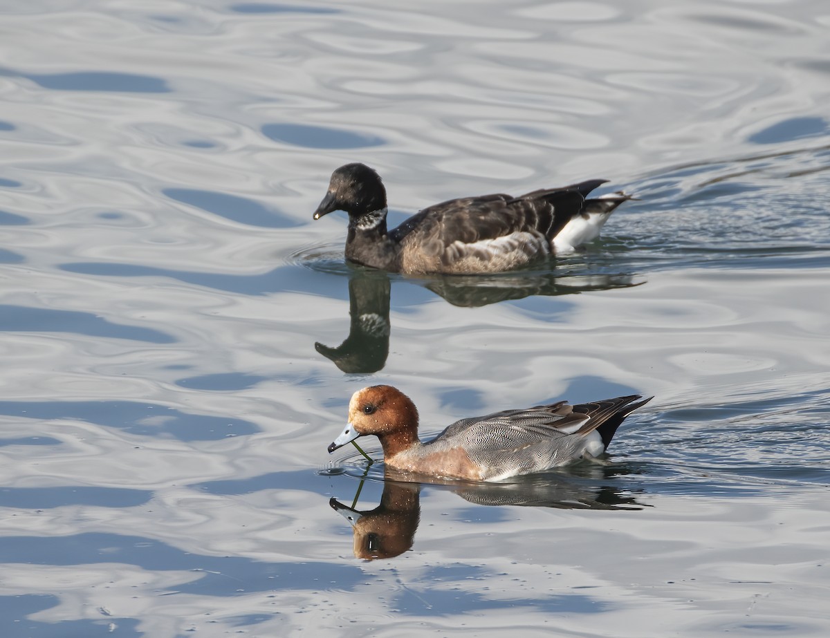 Canard siffleur - ML632511515