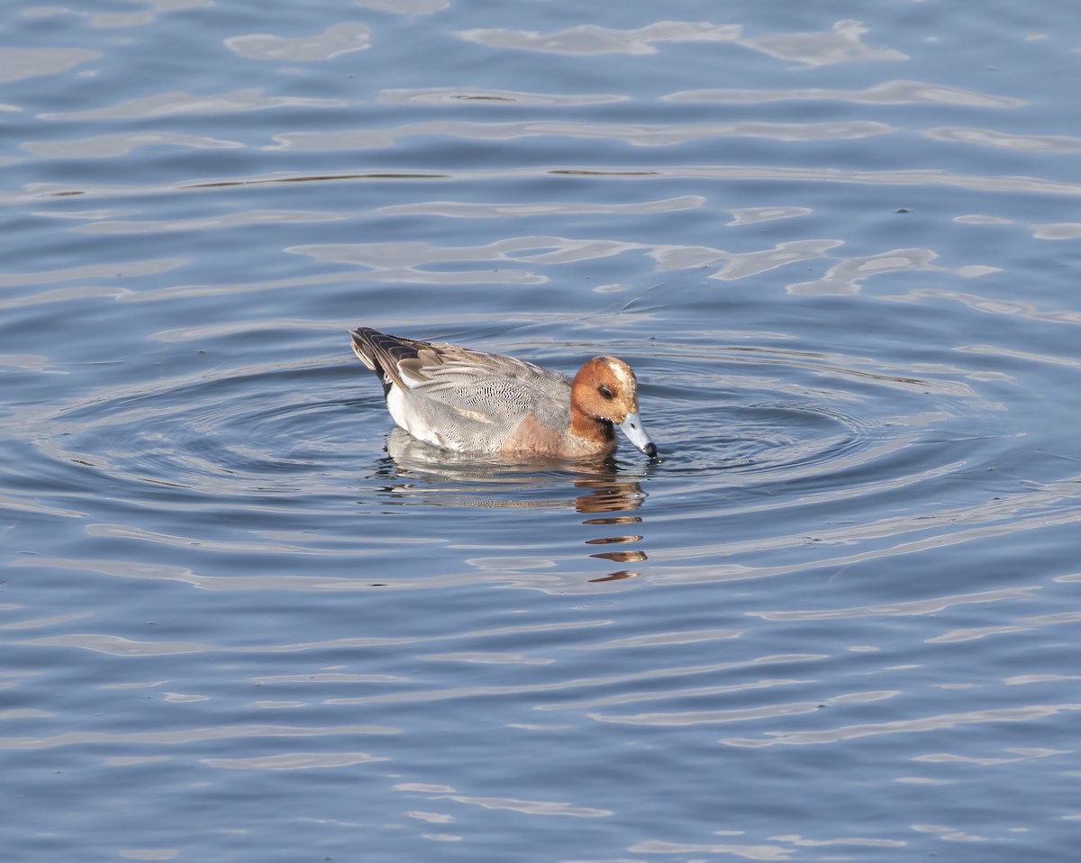 Canard siffleur - ML632511516