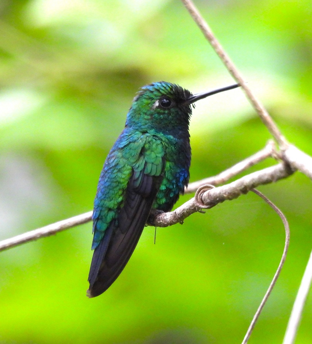 Blue-tailed Emerald - ML632511786