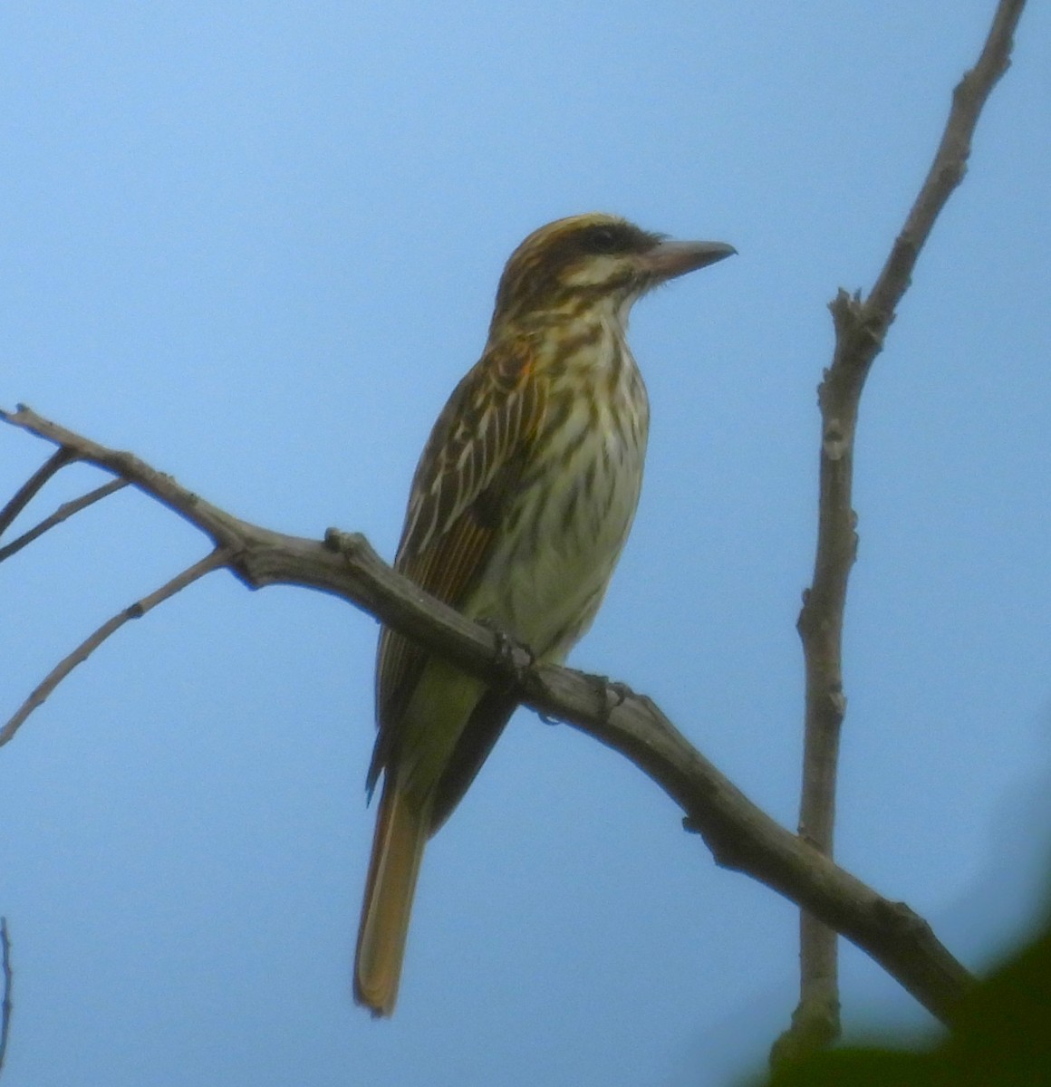 Streaked Flycatcher - ML632511791