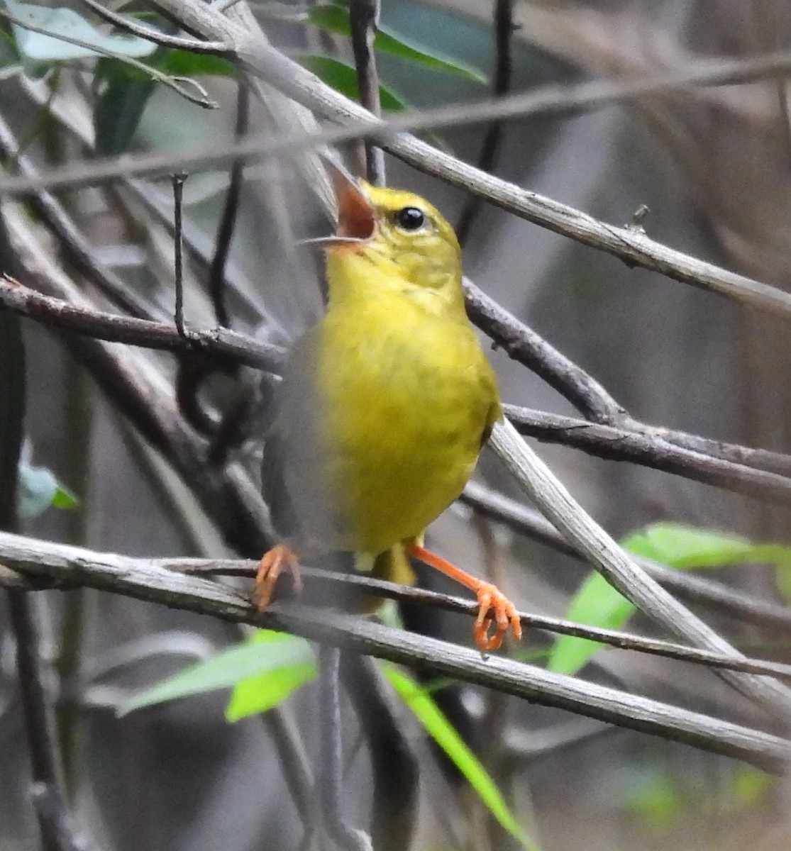 Flavescent Warbler - ML632511796