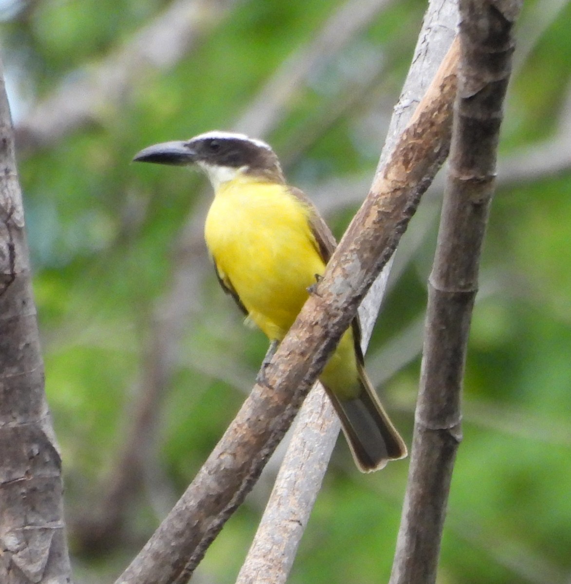 Boat-billed Flycatcher - ML632511816