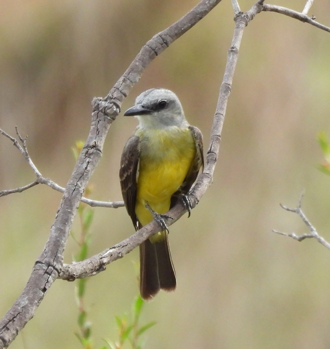 White-throated Kingbird - ML632511830