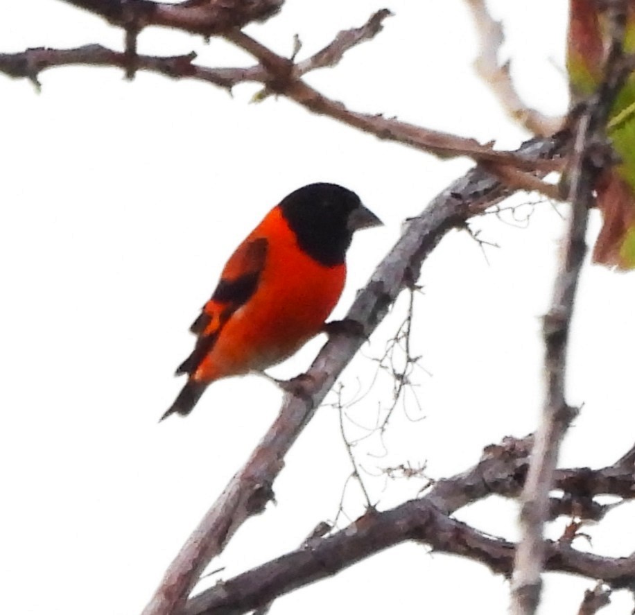 Red Siskin - ML632511902