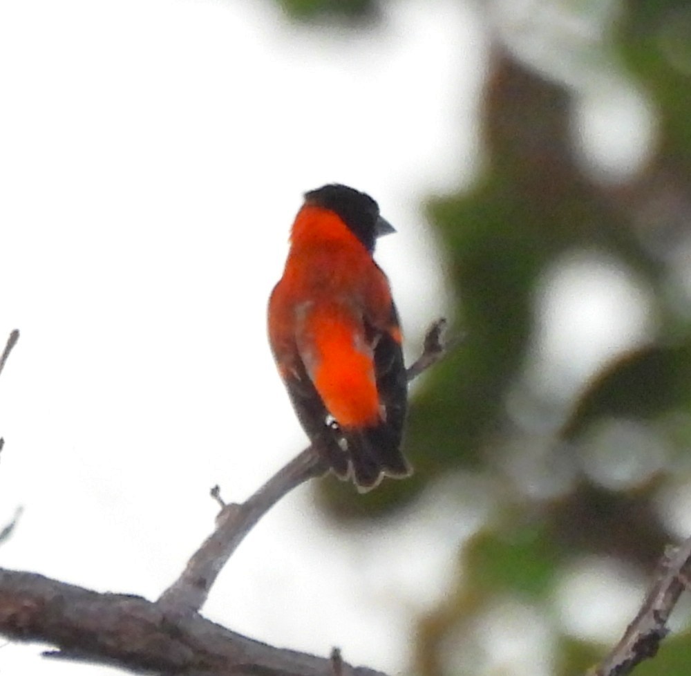 Red Siskin - ML632511903