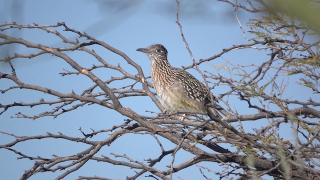 Greater Roadrunner - ML632511972