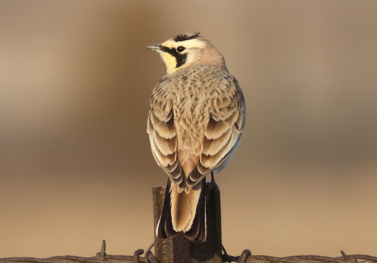 Horned Lark - ML632511986
