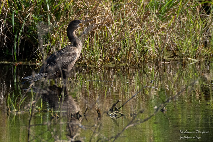 Neotropic Cormorant - ML632512046