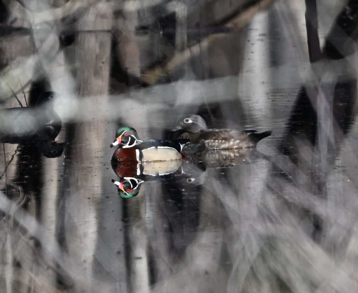 Wood Duck - ML632512058