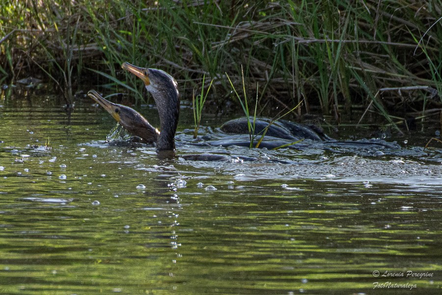 Neotropic Cormorant - ML632512062