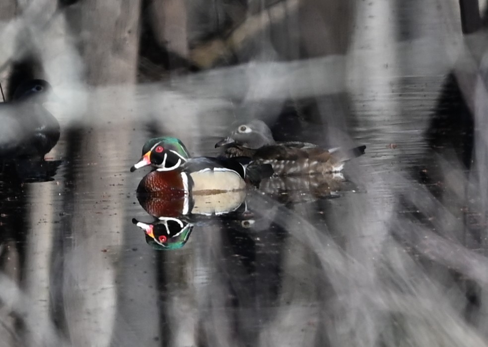 Wood Duck - ML632512070