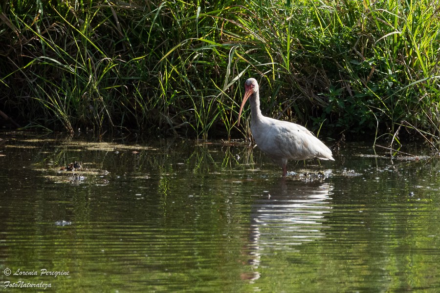 White Ibis - ML632512088