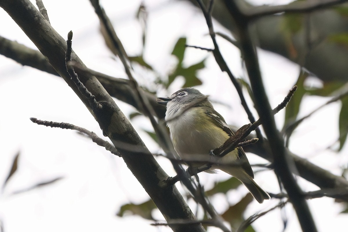Graukopfvireo - ML632512091