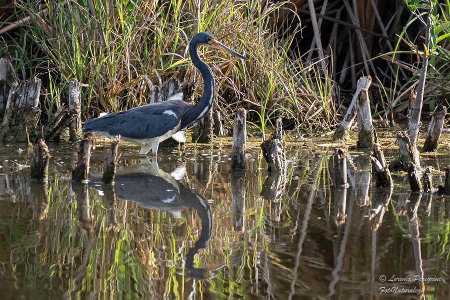 Tricolored Heron - ML632512101
