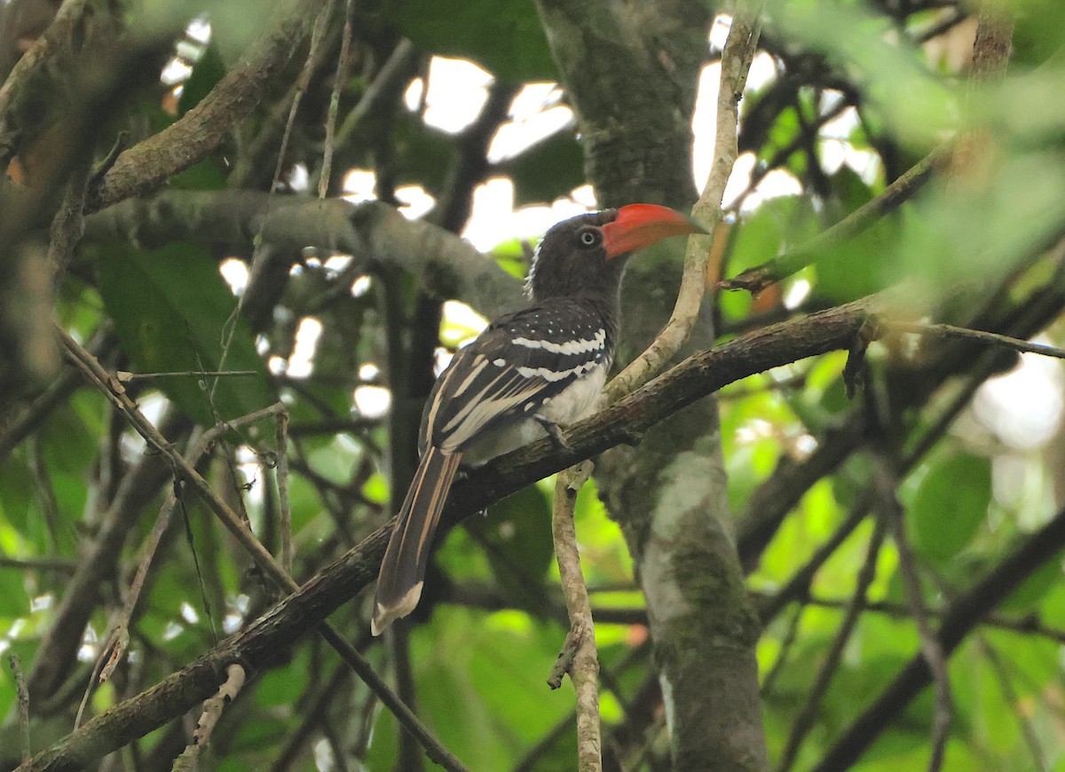 Red-billed Dwarf Hornbill - ML632512105