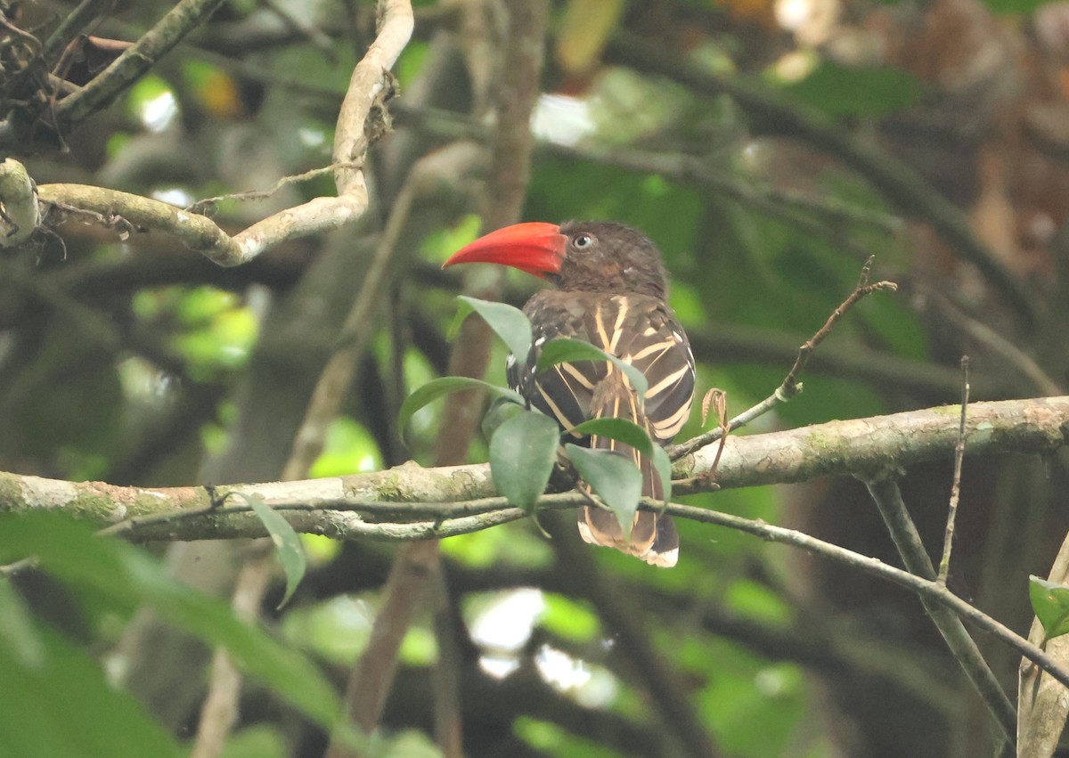 Red-billed Dwarf Hornbill - ML632512113