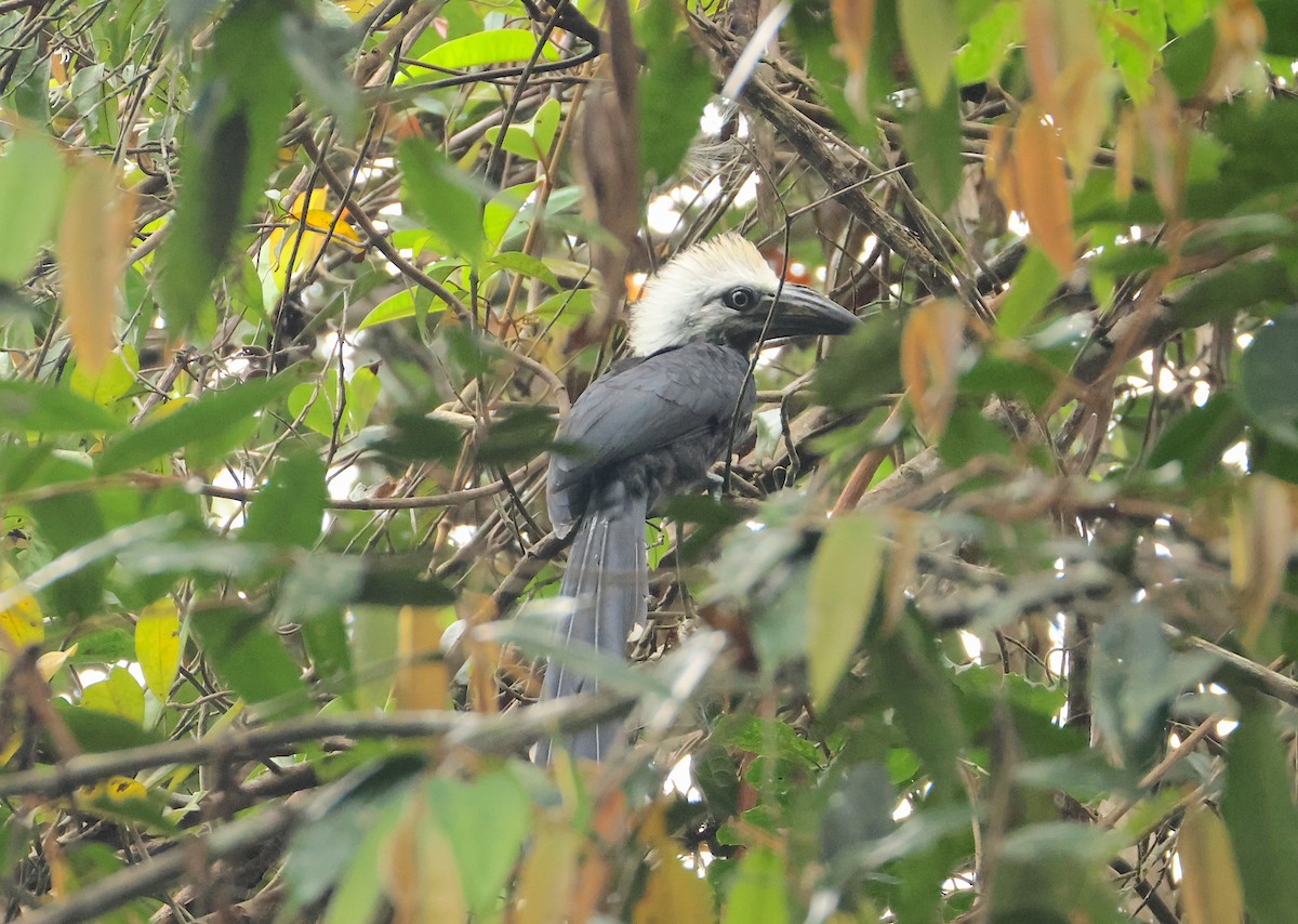 Western Long-tailed Hornbill - ML632512115