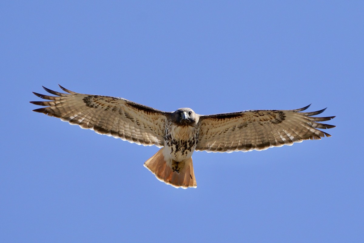 Red-tailed Hawk - ML632512122
