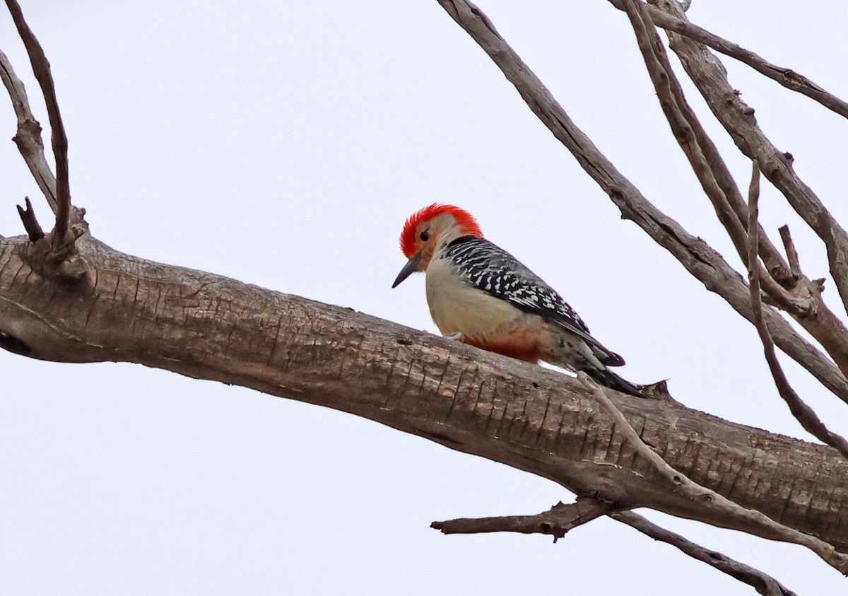 Red-bellied Woodpecker - ML632512187