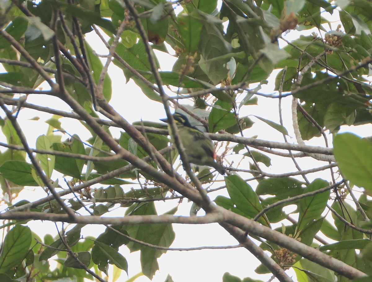 Red-rumped Tinkerbird - ML632512226
