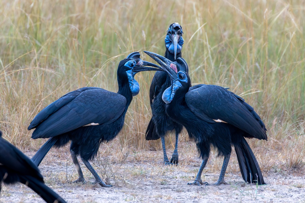 zoboroh severní - ML632512234