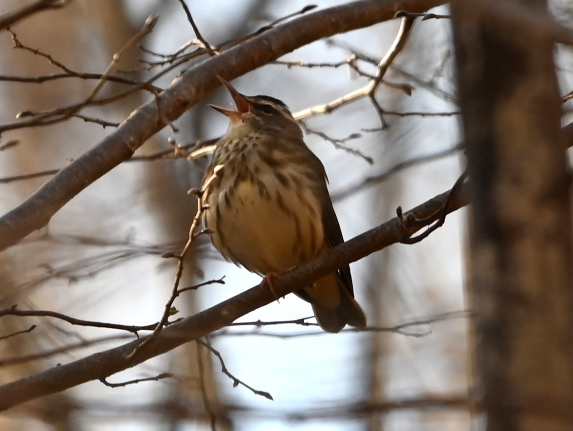 Louisiana Waterthrush - ML632512240