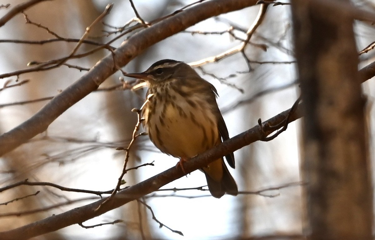 Louisiana Waterthrush - ML632512249